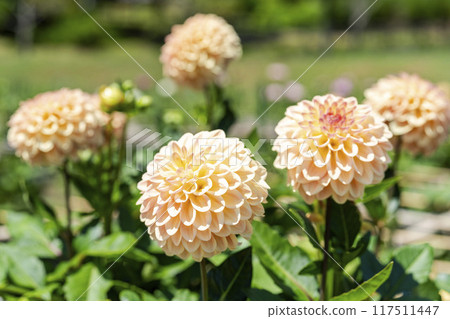 夏日公園，盛開的大麗花，山形縣川西町川西大麗花花園 117511447
