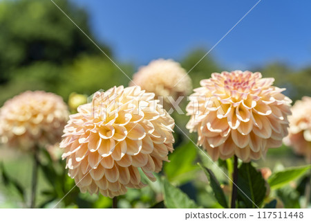 夏日公園，盛開的大麗花，山形縣川西町川西大麗花花園 117511448