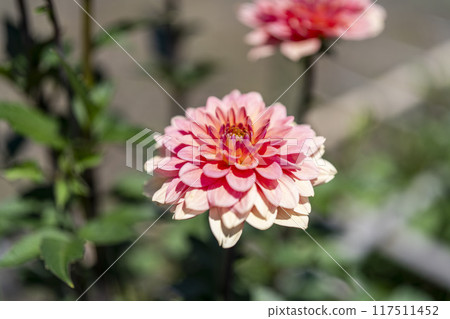 Summer park: Vividly blooming dahlias, Kawanishi Dahlia Garden, Kawanishi Town, Yamagata Prefecture 117511452