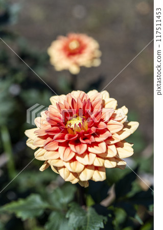 Summer park: Vividly blooming dahlias, Kawanishi Dahlia Garden, Kawanishi Town, Yamagata Prefecture Summer park: Vividly blooming dahlias, Kawanishi Dahlia Garden, Kawanishi Town, Yamagata Prefecture 117511453