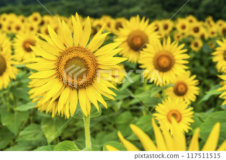 夏季三倉高原（滑雪場）向日葵田 福島縣喜多方市 117511515