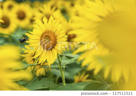 Summer at Sannokura Highlands (ski resort) Sunflower fields Kitakata City, Fukushima Prefecture Summer at Sannokura Highlands (ski resort) Sunflower fields Kitakata City, Fukushima Prefecture 117511521