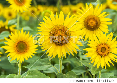 夏季三倉高原（滑雪場）向日葵田 福島縣喜多方市 117511522