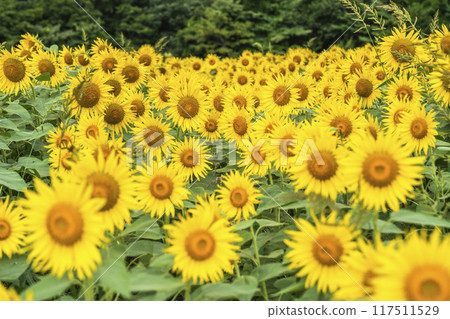 Summer at Sannokura Highlands (ski resort) Sunflower fields Kitakata City, Fukushima Prefecture 117511529