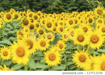 Summer at Sannokura Highlands (ski resort) Sunflower fields Kitakata City, Fukushima Prefecture 117511530