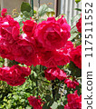 A red rose 117511552