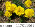 Amur adonis that announces the arrival of spring 117511561