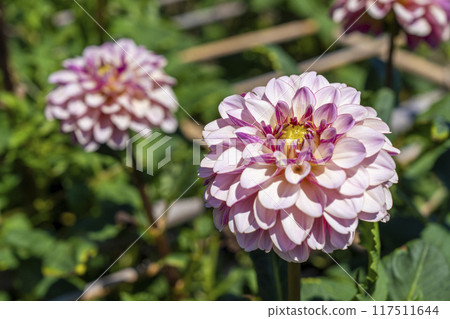 Summer park: Vividly blooming dahlias, Kawanishi Dahlia Garden, Kawanishi Town, Yamagata Prefecture Summer park: Vividly blooming dahlias, Kawanishi Dahlia Garden, Kawanishi Town, Yamagata Prefecture 117511644