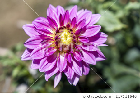 Summer park: Vividly blooming dahlias, Kawanishi Dahlia Garden, Kawanishi Town, Yamagata Prefecture Summer park: Vividly blooming dahlias, Kawanishi Dahlia Garden, Kawanishi Town, Yamagata Prefecture 117511646