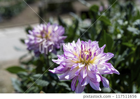 Summer park: Vividly blooming dahlias, Kawanishi Dahlia Garden, Kawanishi Town, Yamagata Prefecture 117511656