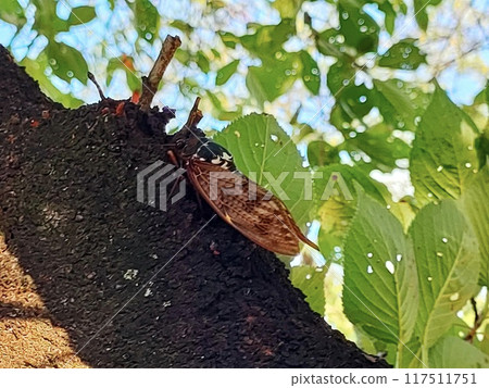 Abra Zemi catching a cherry tree 117511751