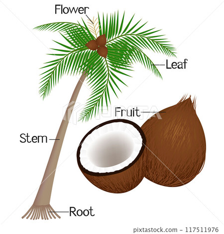 The illustration shows part of the coconut plant. 117511976
