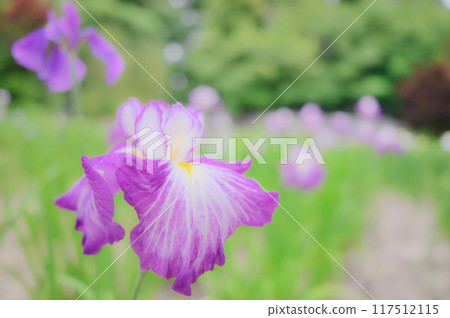 Traditional Japanese beauty: Iris flowers - Boys' Day image 117512115