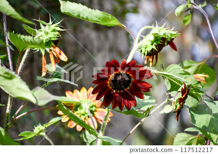 Red sunflower 117512217