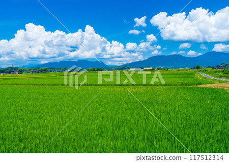 Northern Okayama Prefecture: Green rice fields and the Chugoku Mountains in midsummer Northern Okayama Prefecture: Green rice fields and the Chugoku Mountains in midsummer 117512314