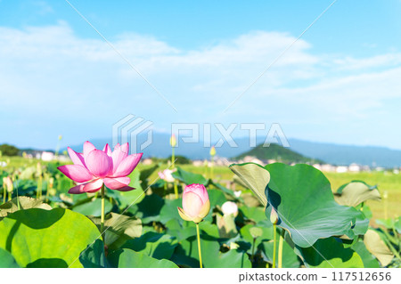 藤原峽遺址荷花池中盛開的蓮花,背景是高聳的鰻魚山 藤原峽遺址荷花池中盛開的蓮花,背景是高聳的鰻魚山 117512656