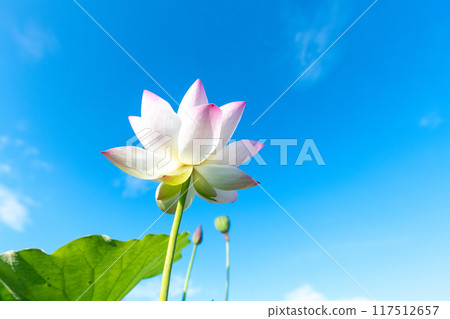 lotus flower in the blue sky 117512657