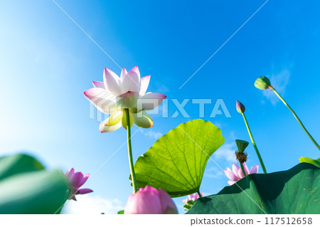 Looking at the blue sky from under the blooming lotus flowers 117512658