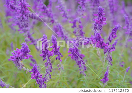 紫水晶鼠尾草與紫色的花朵 117512870