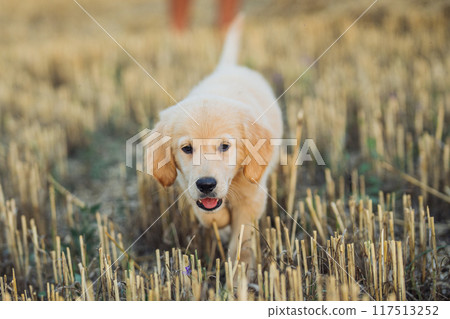 Sweet golden retriever puppy on wheat field grass. Happy doggy, playful activity Sweet golden retriever puppy on wheat field grass. Happy doggy, playful activity 117513252
