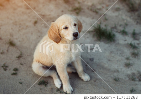 Sweet golden retriever puppy sitting on sandy road.Happy doggy,playful activity 117513268