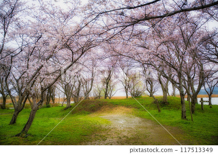 Scenery with cherry blossoms 117513349