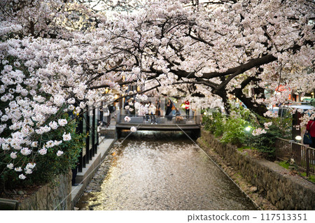 Kyoto Kiyamachi Cherry Blossom Avenue 2023 117513351