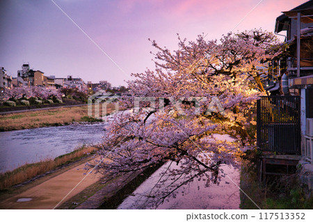 Kamogawa River with cherry blossoms in full bloom in spring 2023 117513352