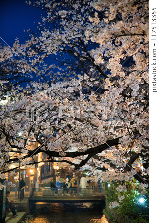 京都木屋町櫻花大道2023 117513355