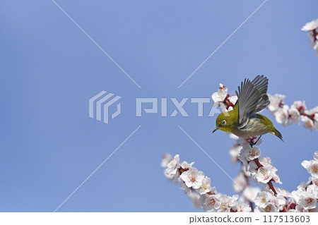 White-eye on white plum blossoms in full bloom (4 consecutive photos) (spring image) White-eye on white plum blossoms in full bloom (4 consecutive photos) (spring image) 117513603