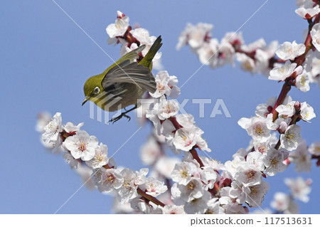 White-eye on white plum blossoms in full bloom (4 consecutive photos) (spring image) White-eye on white plum blossoms in full bloom (4 consecutive photos) (spring image) 117513631