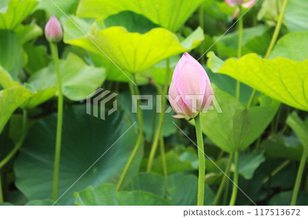 蓮花 花蕾 荷花池 117513672