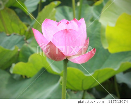 Lotus flower blooming in lotus pond Lotus flower blooming in lotus pond 117513674