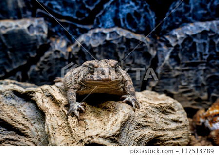 Close-up of Nambu toad Close-up of Nambu toad 117513789
