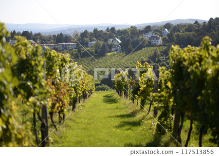 Vineyard rows during harvest season. Grapes cultivation for the production of wine in vineyards in Vienna, Kahlenberg mountain. The concept of traditional agriculture of Austria 117513856