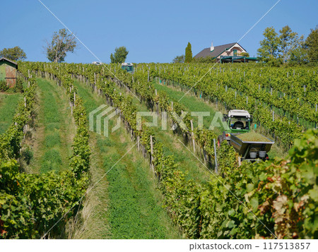 Industrial harvesting of grapes for wine production. Tractors in vineyard rows during harvest season. Grapes cultivation in Vienna, Kahlenberg mountain. Traditional agriculture of Austria 117513857