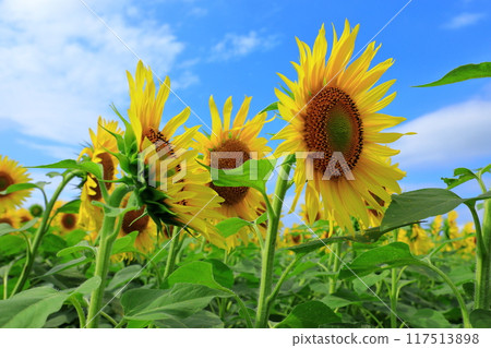 Sunflowers blooming under the blue sky at Sunflower Village in Hokuryu Town Sunflowers blooming under the blue sky at Sunflower Village in Hokuryu Town 117513898