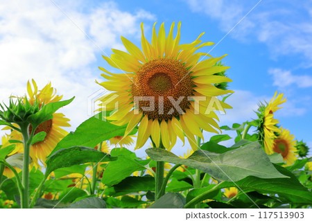 北龍町向日葵村 藍天盛開的向日葵 117513903