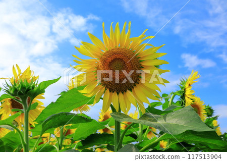 北龍町向日葵村 藍天盛開的向日葵 117513904