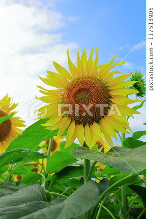Sunflowers blooming under the blue sky at Sunflower Village in Hokuryu Town Sunflowers blooming under the blue sky at Sunflower Village in Hokuryu Town 117513905