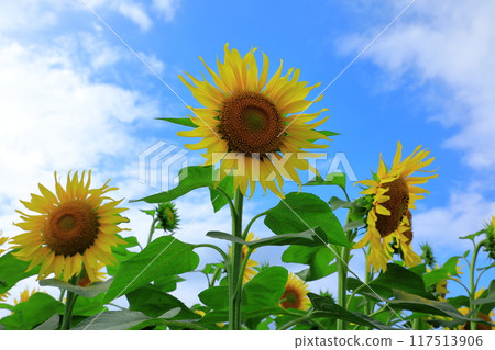 Sunflowers blooming under the blue sky at Sunflower Village in Hokuryu Town Sunflowers blooming under the blue sky at Sunflower Village in Hokuryu Town 117513906