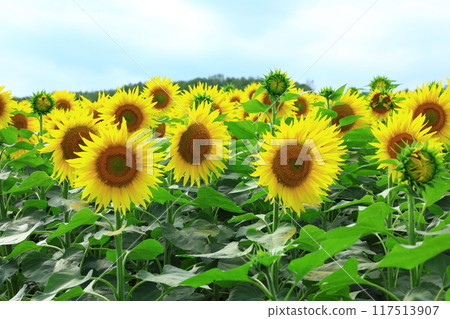 Sunflowers blooming under the blue sky at Sunflower Village in Hokuryu Town Sunflowers blooming under the blue sky at Sunflower Village in Hokuryu Town 117513907