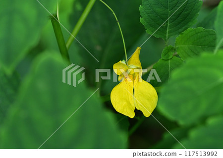 Summer flowers: Yellow Impatiens gracilis flowers Summer flowers: Yellow Impatiens gracilis flowers 117513992