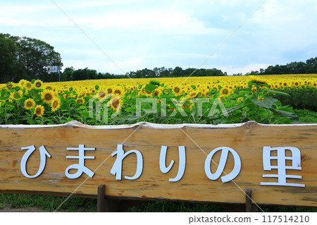 北龍町向日葵村 - 廣闊的向日葵田 117514210