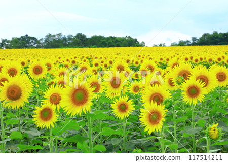 Hokuryu Town Himawari no Sato: A vast sunflower field 117514211