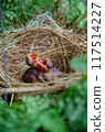 little birds are stay in bird's nest 117514227