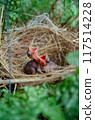 little birds are stay in bird's nest 117514228