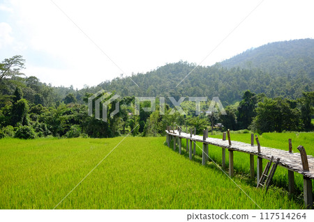 landscape of woven wooden bridge for walking across agriculture field and greenery paddy rice terrace to homestay and hut on hill in Thailand landscape of woven wooden bridge for walking across agriculture field and greenery paddy rice terrace to homestay and hut on hill in Thailand 117514264