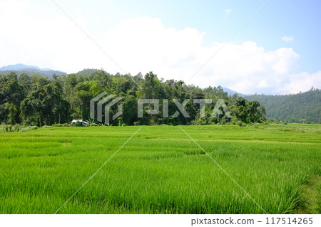 Landscape rice paddy field on mountain in Thailand 117514265