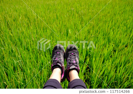 Selfie of woman feet and black sneaker with rice paddy field on mountain Selfie of woman feet and black sneaker with rice paddy field on mountain 117514266